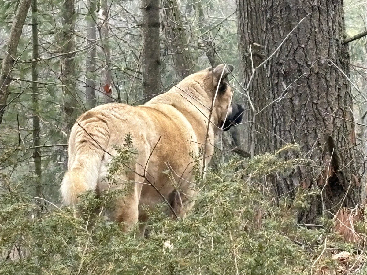 The only thing this dog hunts is treats and pets