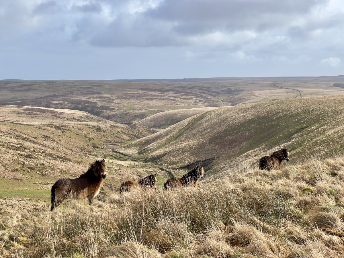 A beautiful morning out on lanacombe featuring some Farley Water herd Exmoor ponies and skylark song @Exmoor4all @ExmoorNP @visitexmoor #Exmoor #Spring