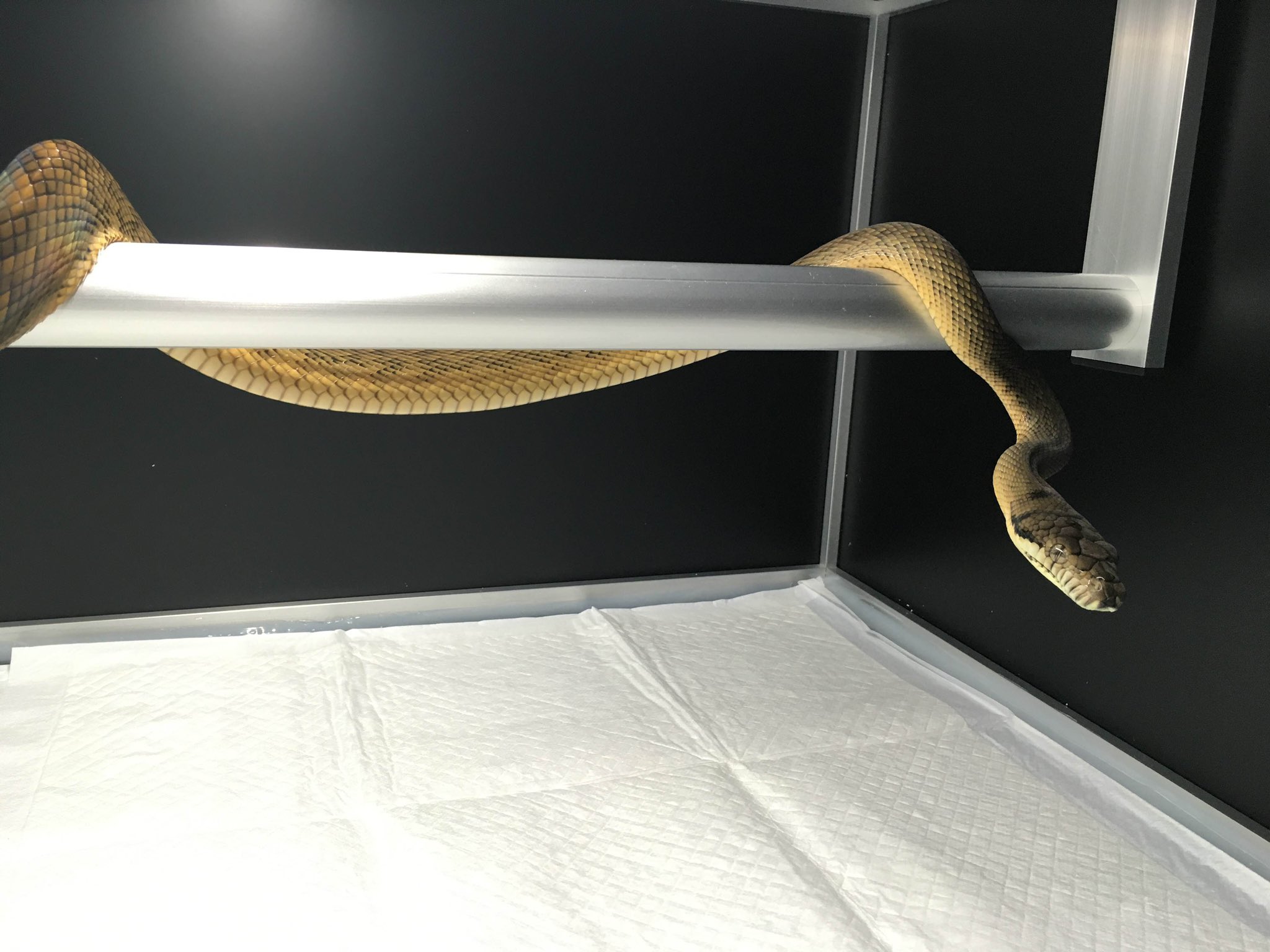 きなとのケージ屋さんのセパレート仕様の爬虫類ケージ 【公式通販】