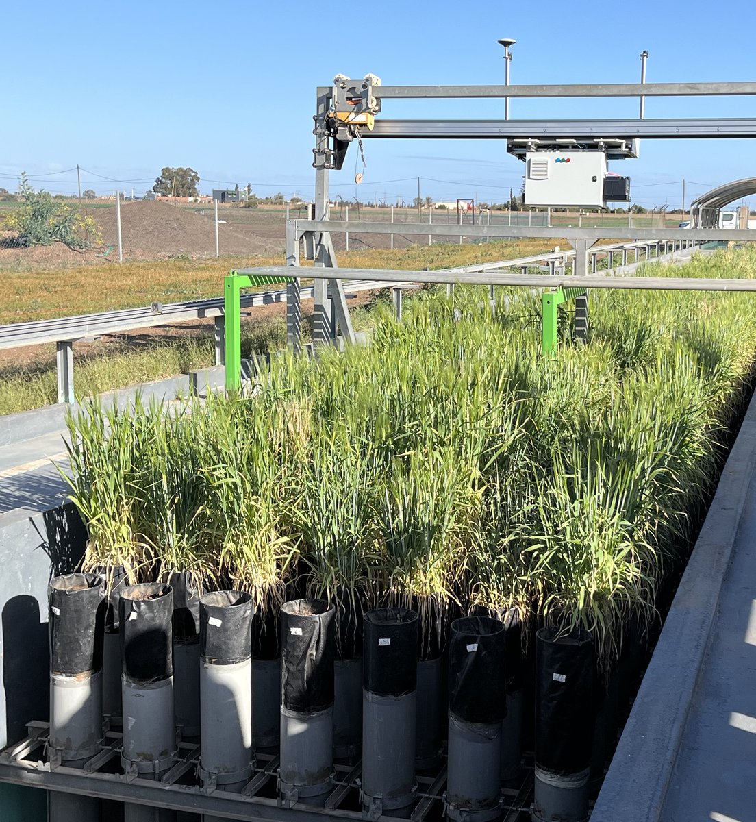 Open PhD position with Chris Barnes and me: Can wild relatives of barley and maize better use microbes than their modern crops to mitigate stresses. Are ancestral soil microbiomes better sources of microbes than modern agricultural soil? More details: phd.tech.au.dk/for-applicants…