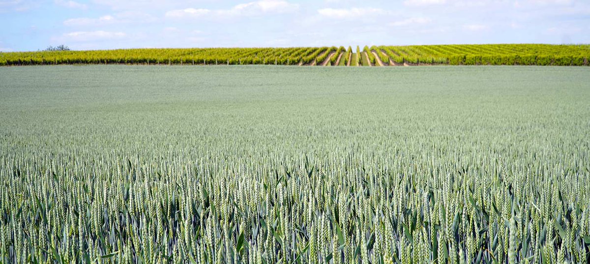 BirdLife Schweiz tweet media