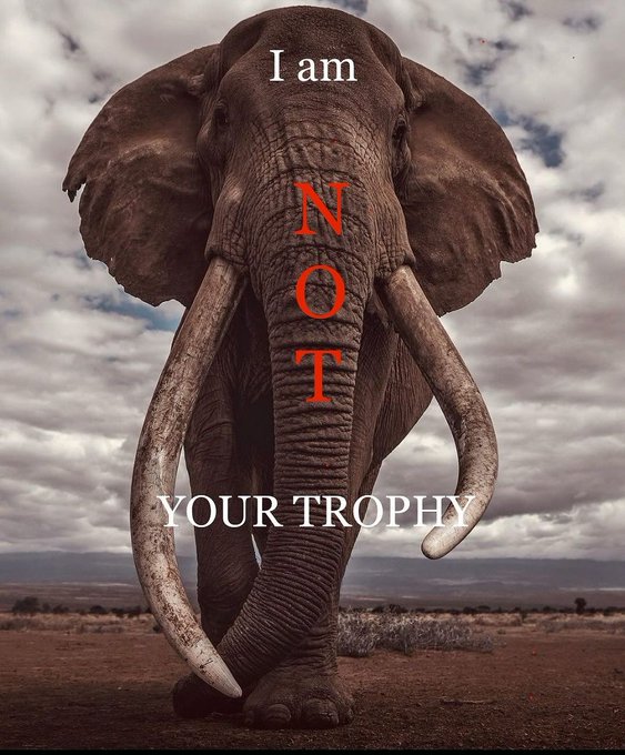 Update on 3rd Amboseli super tusker trophy hunted in Tanzania - the carcass was burned, so the same MO as the other 2 trophy hunts.
📷 & info Mark Drury IG #amboselitusker #supertusker #NotYourTrophy