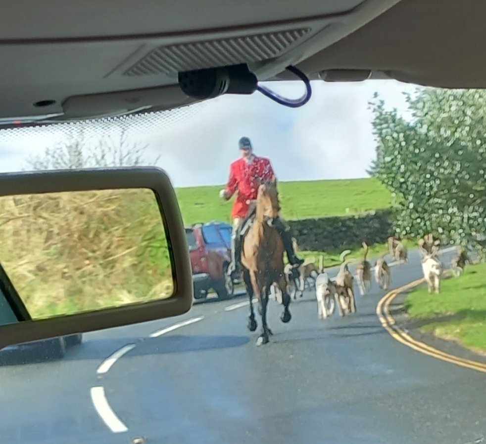Was excited to see a fox just now in Dartmoor...which quickly vanished when it started running, pursued by 10 people on horses and about 50 dogs. How tf is this still happening 😤. Dreadful pic through windscreen only of the lead horse