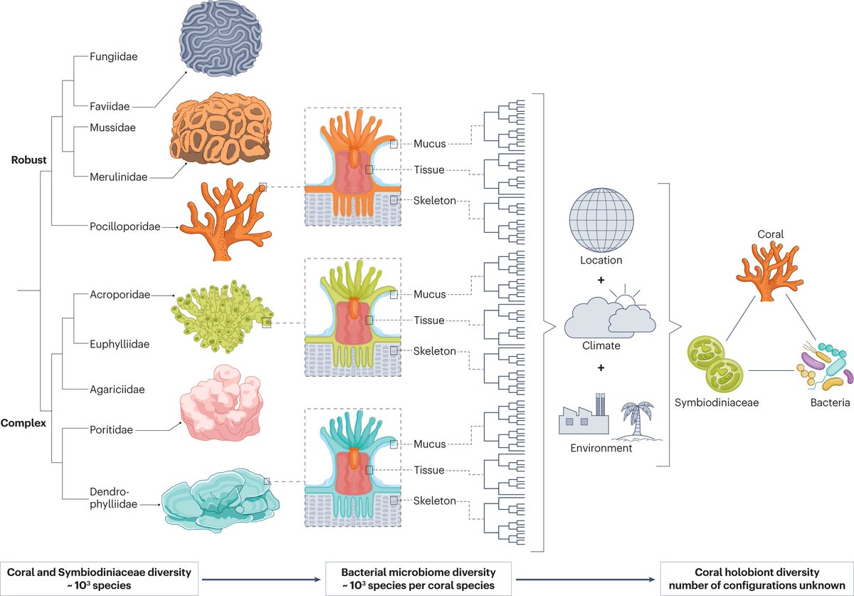 The coral microbiome in sickness, in health and in a changing world rdcu.be/dAohi 🪸Voolstra et al. discuss the function and role of the microbiome in coral health and disease, and explore its response to global change and the implications for coral reef conservation.