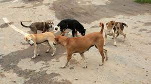 gallinews's tweet photo. 4 Stray Dogs Ki Poison Se Death Hui At Powai, Unknown Shaks Ke Khilaf Vikhroli Parksite Police Station Me Case Darj
Read Full News: https://t.co/EiSOY9si56
#AnimalCruelty #JusticeForStrayDogs #mumbaicrime #MumbaiPolice #ParksiteInvestigation #PowaiIncident #PowaiRescue https://t.co/Vk10uzN1Mq