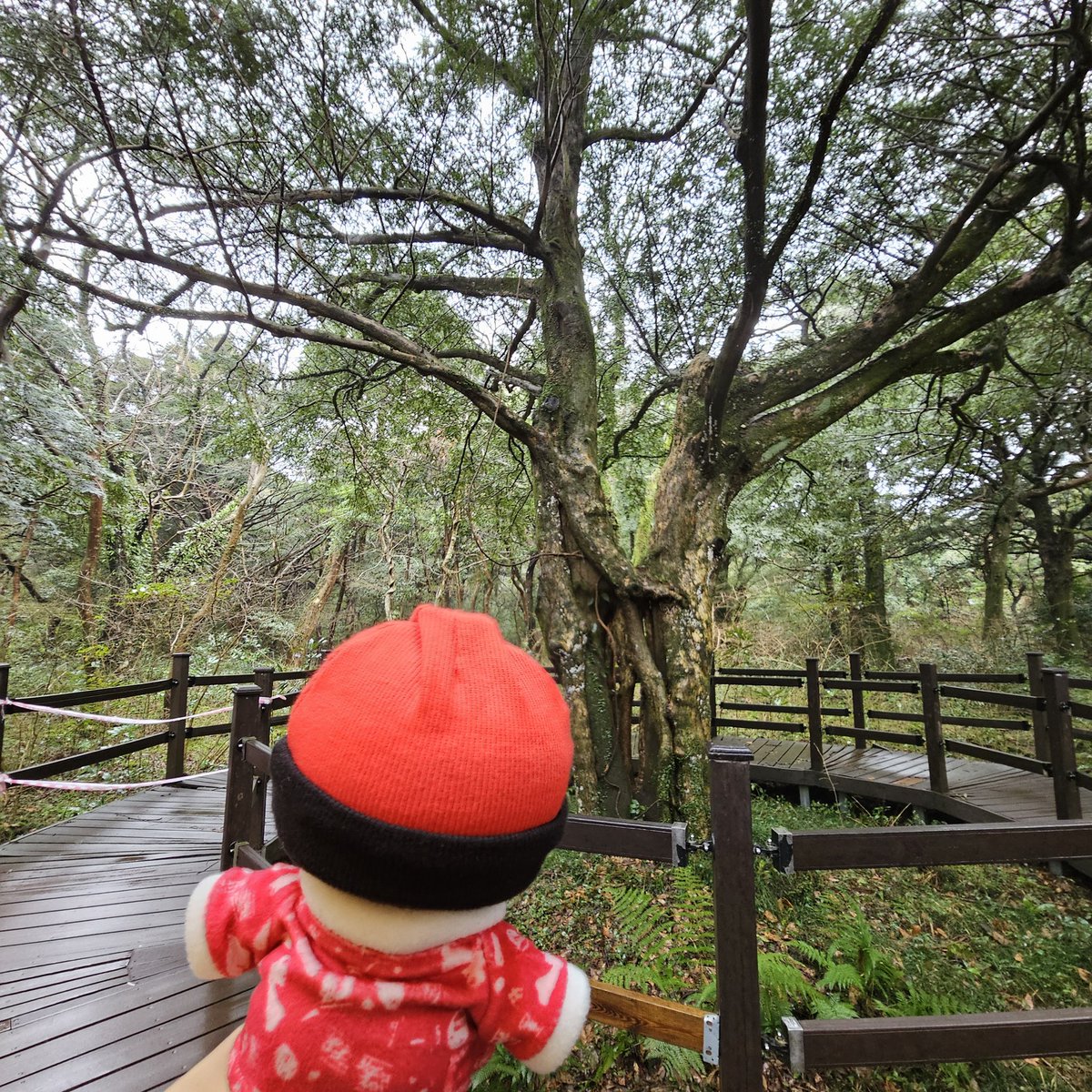 ❤️아가준쮸🖤와 함께하는 제주여행🏝