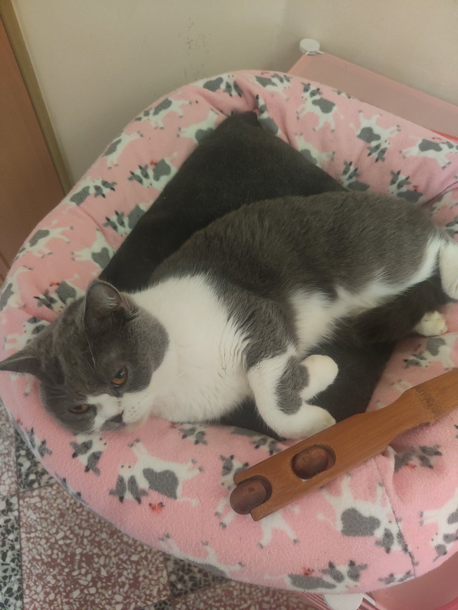 休假在家就是要像這樣廢整天🤣