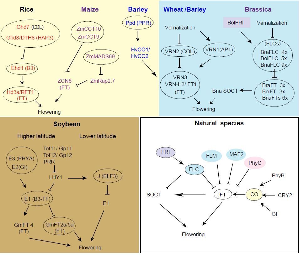 TOPICAL REVIEW:  Flowering time: from physiology, through genetics to mechanism (Robert Maple, Pan Zhu, Jo Hepworth, Jia-Wei Wang, Caroline Dean) buff.ly/3uOf5NJ @Bobby_Mapes <a href="/PanZhu_WLU/">Pan Zhu</a> @joahepworth <a href="/CarolineDeanLab/">Caroline Dean</a> <a href="/ASPB/">ASPB</a> #PlantSci