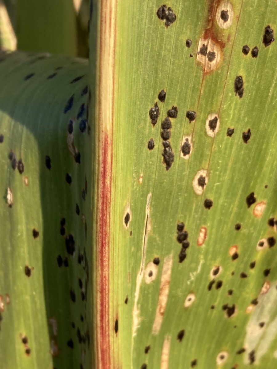 Tar Spot Prediction in Corn: ✔️Temperature is crucial. ✔️Moisture plays a role. ✔️A predictive tool exists. Read more: cropprotectionnetwork.org/publications/t… @W_Webster74 @camilanicolli @baldpathologist @CheckJill @MartinChilvers1 @MahDuffeck @alisonrISU @DTelenko @badgercropdoc #agtwitter