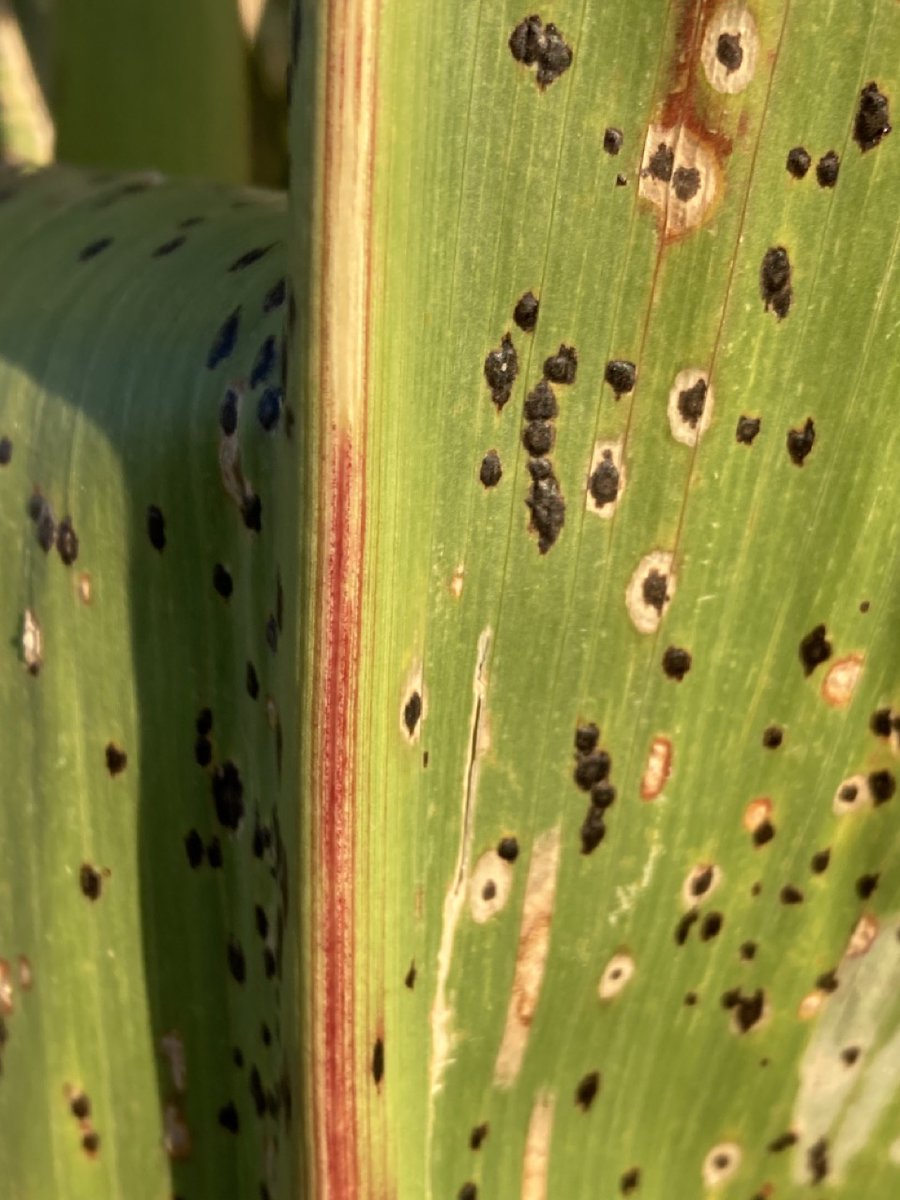 Crop Protection Network (@cropnetwork) on Twitter photo Tar Spot Prediction in Corn:
✔️Temperature is crucial.
✔️Moisture plays a role.
✔️A predictive tool exists.
Read more: cropprotectionnetwork.org/publications/t…
@W_Webster74 <a href="/camilanicolli/">Camila Nicolli</a> <a href="/baldpathologist/">Tom Allen</a> <a href="/CheckJill/">Jill Check</a> <a href="/MartinChilvers1/">Martin Chilvers</a> <a href="/MahDuffeck/">Maíra Duffeck 🌾🍄🦠🔎🔬💻📊👩🔬👩🏼💻</a> <a href="/alisonrISU/">Alison Robertson</a> <a href="/DTelenko/">Darcy Telenko</a> <a href="/badgercropdoc/">Damon L. Smith</a> #agtwitter Tar Spot Prediction in Corn:
✔️Temperature is crucial.
✔️Moisture plays a role.
✔️A predictive tool exists.
Read more: cropprotectionnetwork.org/publications/t…
@W_Webster74 <a href="/camilanicolli/">Camila Nicolli</a> <a href="/baldpathologist/">Tom Allen</a> <a href="/CheckJill/">Jill Check</a> <a href="/MartinChilvers1/">Martin Chilvers</a> <a href="/MahDuffeck/">Maíra Duffeck 🌾🍄🦠🔎🔬💻📊👩🔬👩🏼💻</a> <a href="/alisonrISU/">Alison Robertson</a> <a href="/DTelenko/">Darcy Telenko</a> <a href="/badgercropdoc/">Damon L. Smith</a> #agtwitter