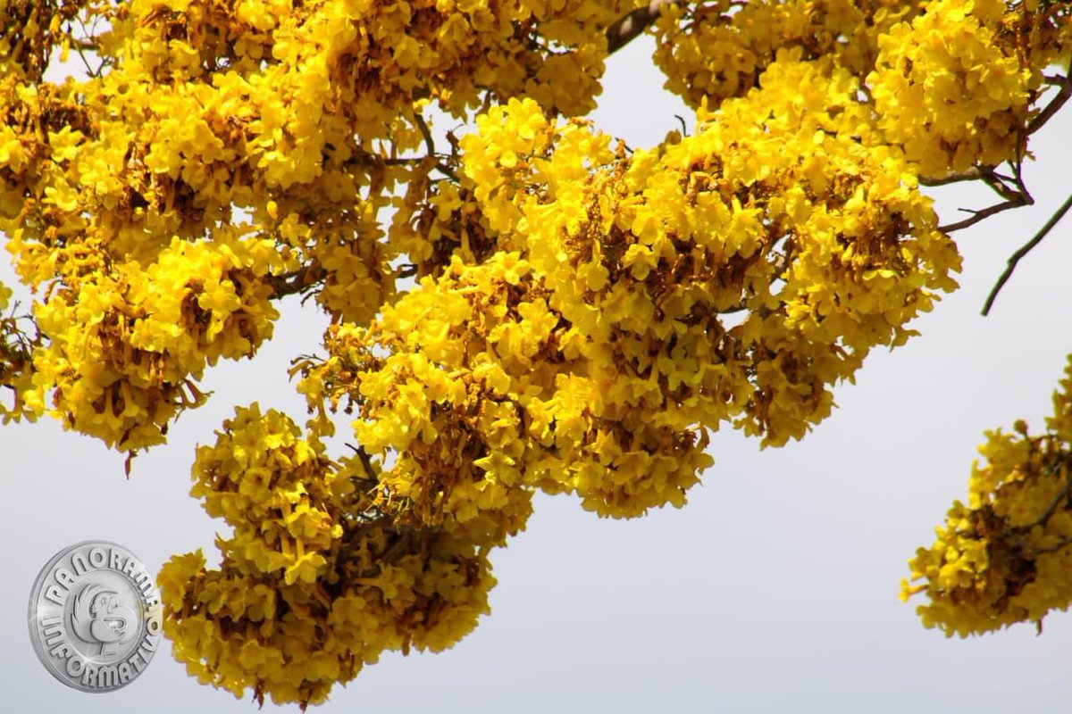 Palo blanco y la Jacaranda. Muero de amor 💜💛 *fotos de Panorama Informativo