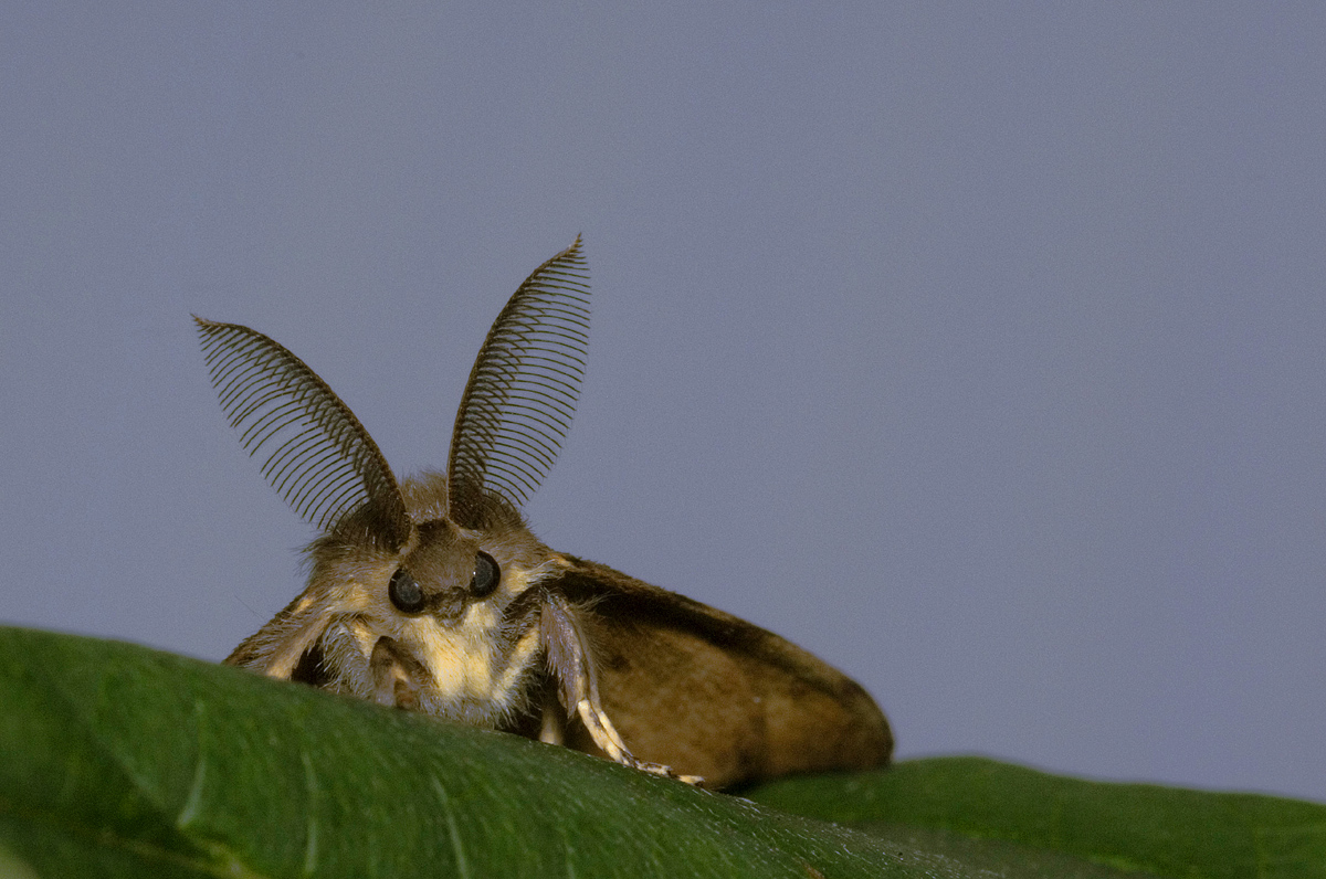 🦋Les insectes “sentent” avec leurs #antennes. L’étude de ce processus complexe a été motivée par le besoin de se protéger des #ravageurs. A découvrir dans la revue @Especes_revue n°51, rédigé par Rémi Capoduro, ingénieur d’étude @INRAE_France @iEESParis ➡️iees-paris.fr/especes-etudie…