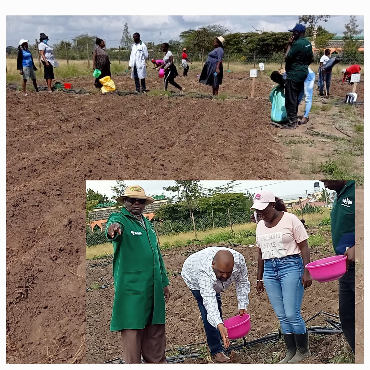 Happening now Kajiado County. @AGRA_Africa Kenya brings @RegenerativeAg, @HighIronBean nutrition & @schoolfeeding agendas @RockefellerFdn @rajshah & @IKEAFoundation together in counties along 17 other partners. @kalromkulima providing  Bean seed/technical expertise ahead of rains