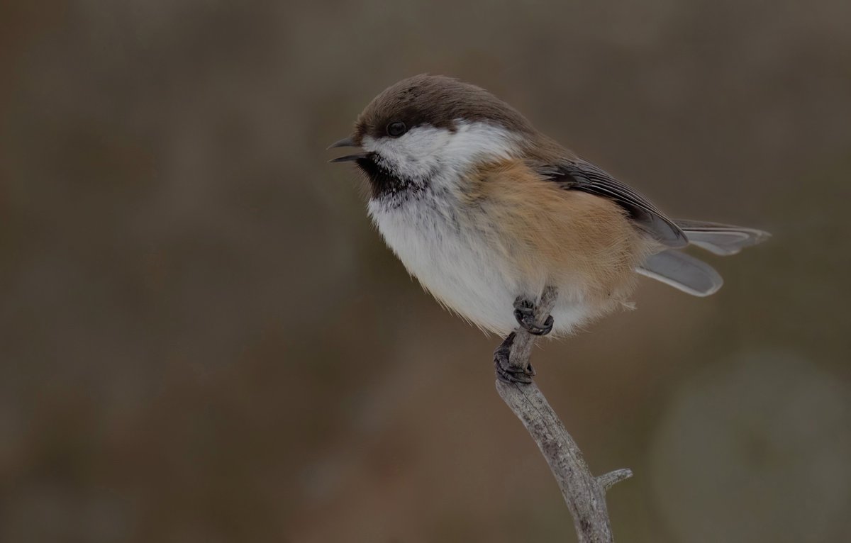 Siberian Tit - It amazes me how these little birds survive so far north 😊