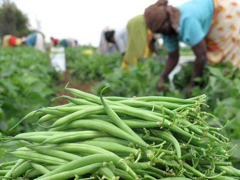 Despite its challenges, #agriculture  still remains the biggest platform for #jobcreation,” #Technology is how we can transform the way the agricultural sector is perceived by the average young African and begin to open up opportunities. #YouthInAgriculture