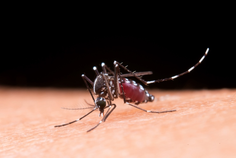 jornalistavitor's tweet photo. Esperamos que o presidente Lula não chame a dengue de 'gripezinha', ou coisa de marica. https://t.co/nPn4pvuguN