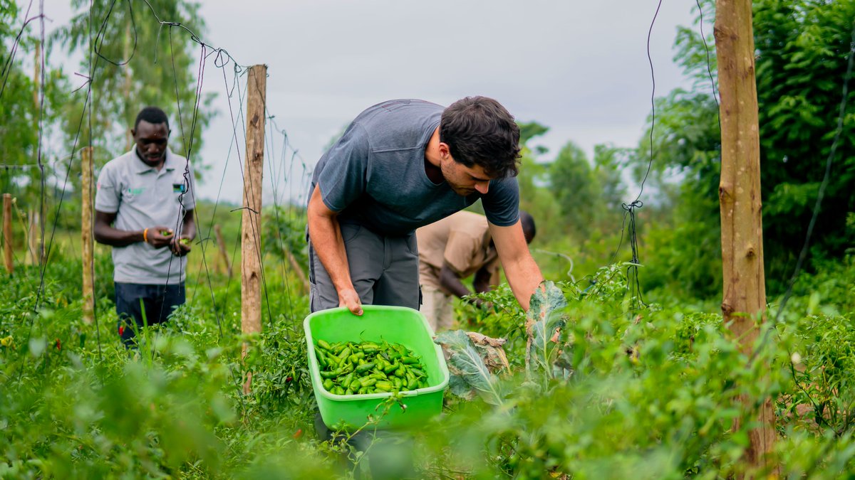 Wir bieten ab sofort Interessierten aus den Bereichen Landwirtschaft, Gartenbau und Weinbau ein 3-monatiges Praktikum in Uganda an. Bewerbungsfrist ist der 31. März. Mehr Infos zum Programm sowie Ansprechpartner sind zu finden unter: schorlemer-stiftung.de/uganda/