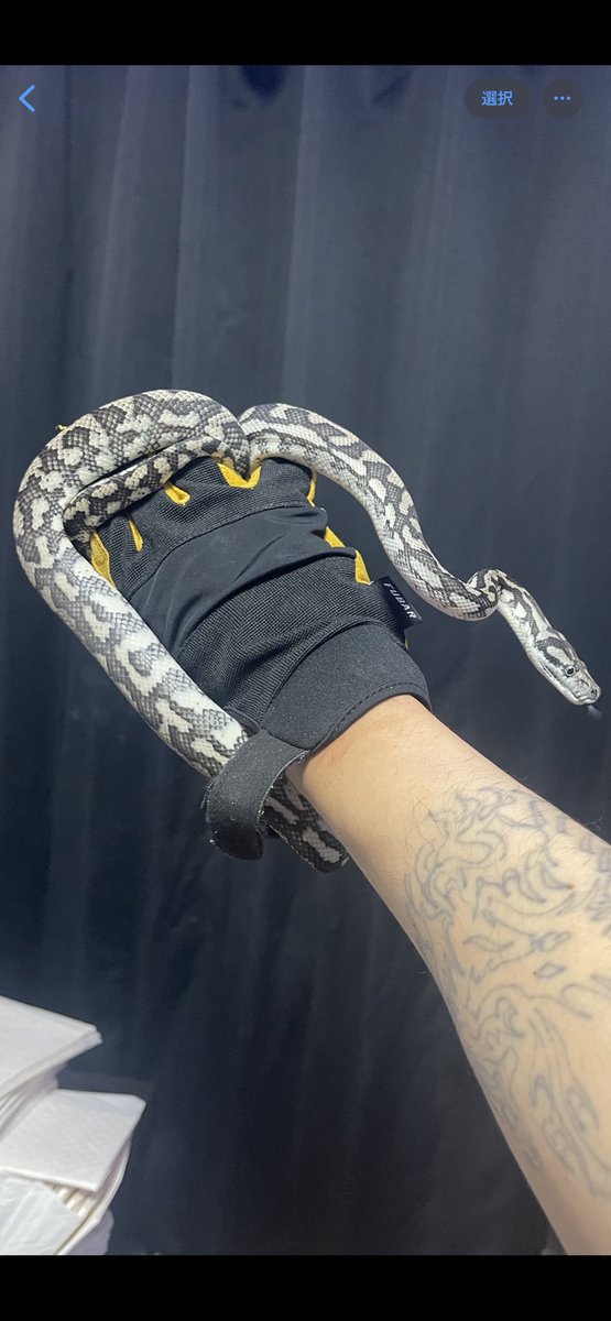 GDB6335's tweet image. アザンタイガーヘテログラナイト
#カーペットパイソン
#carpetpython