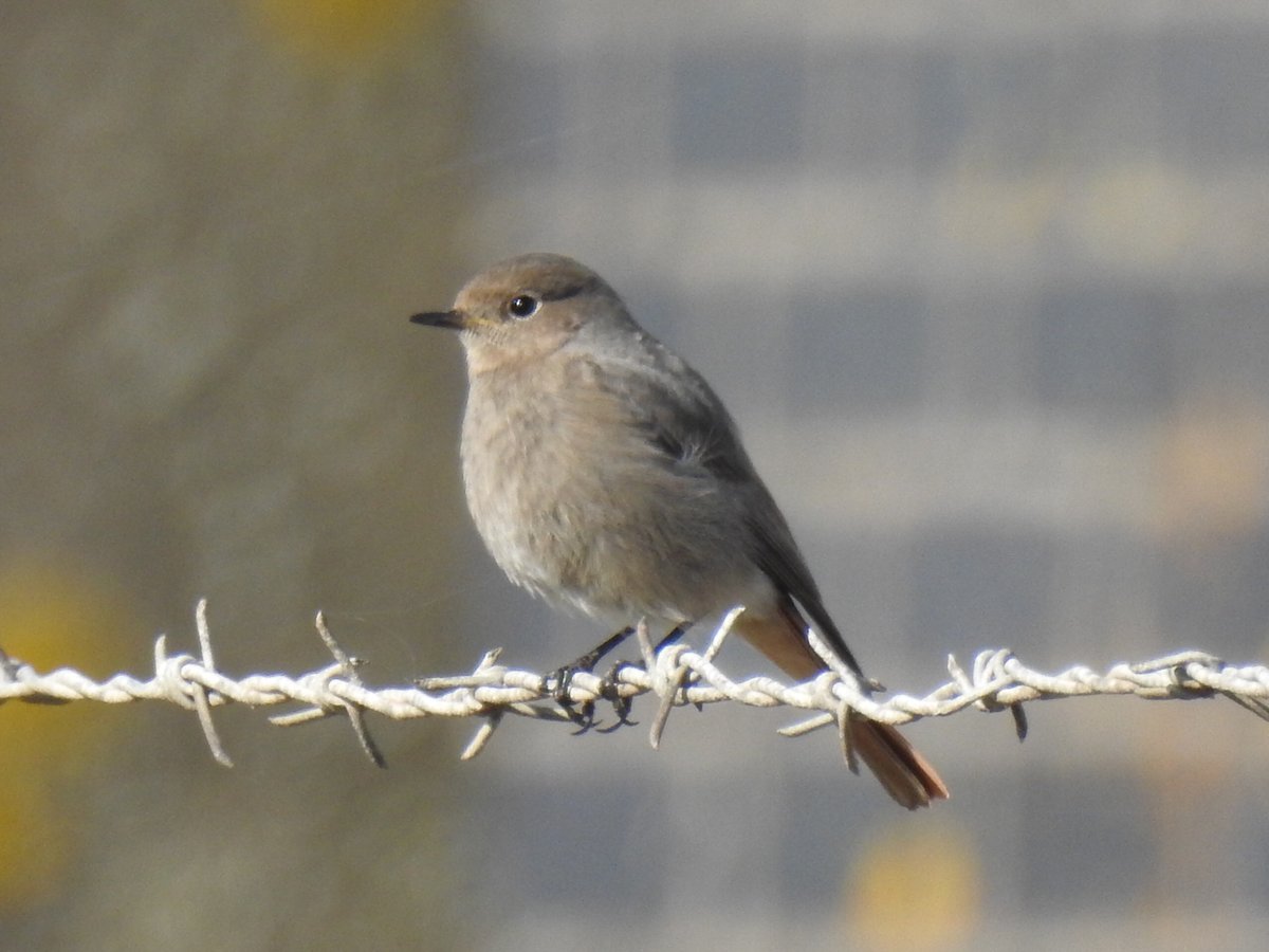 Peter Coslett. tweet media