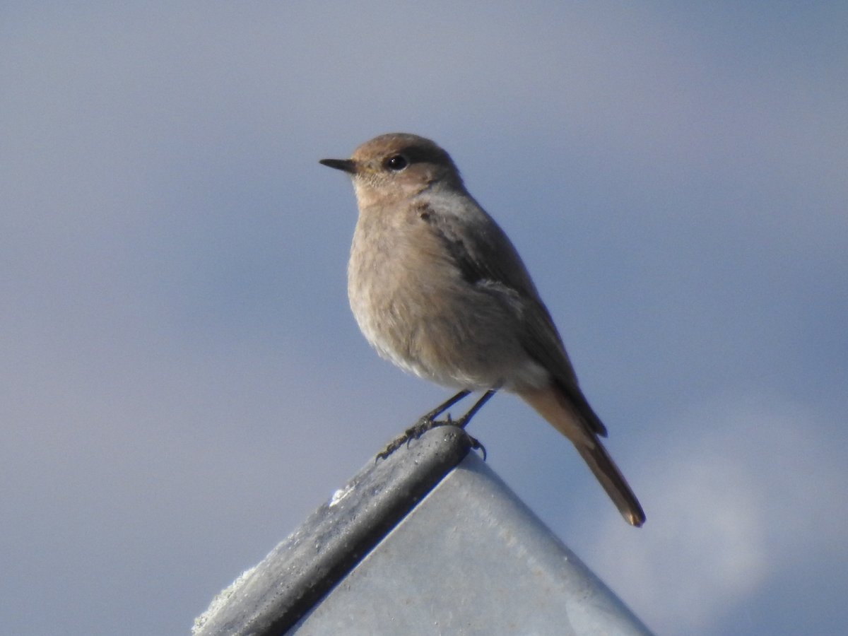 Peter Coslett. tweet media