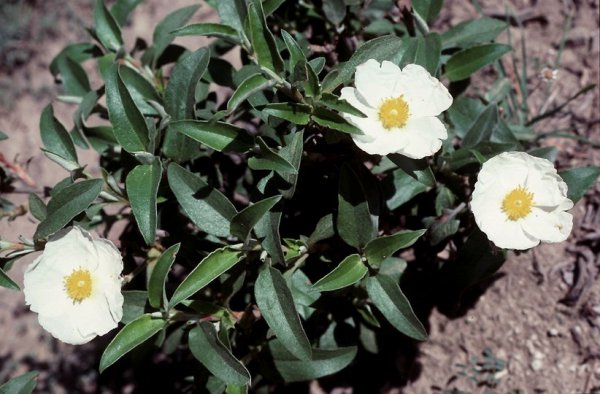 oils_center's tweet photo. CISTUS essential oil - https://t.co/yl329WuIwc #analgesic #antibacterial #Antiseptic #antispasmodic #antiviral #calmative #cicatrizing #immunostimulant https://t.co/XBk08LX3Pv