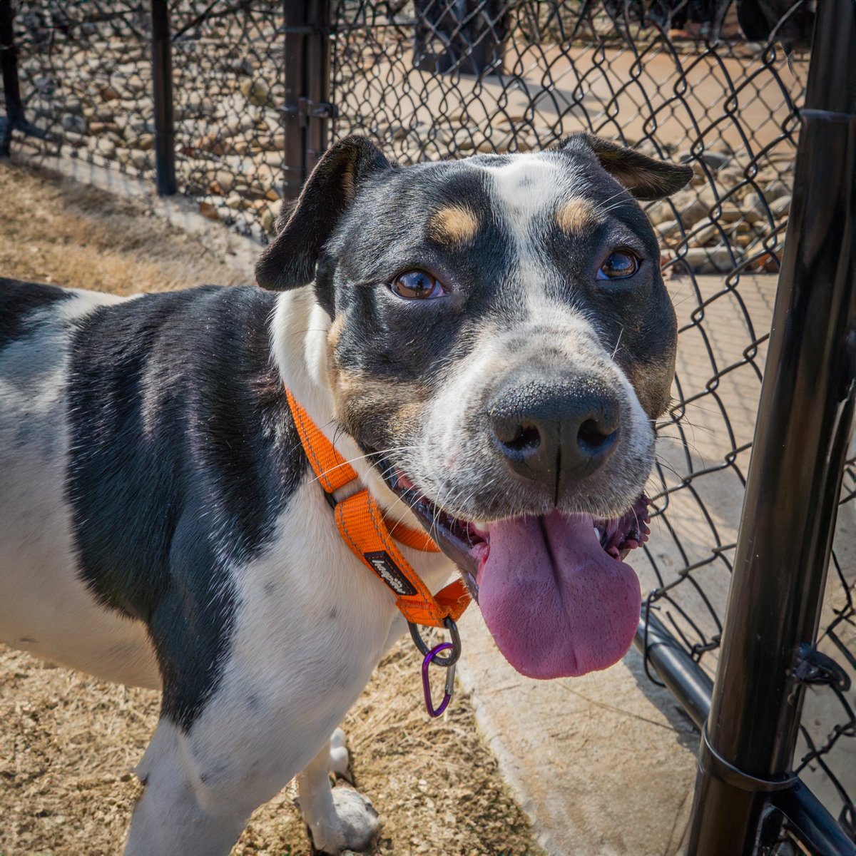 Chuck has already started to show signs of kennel decline which is quite worrisome given his short length of stay. We're looking for a foster or adopter to take in Chucky and give him the love and support he needs and deserves! If you're interested, come meet Chucky at PAWS!