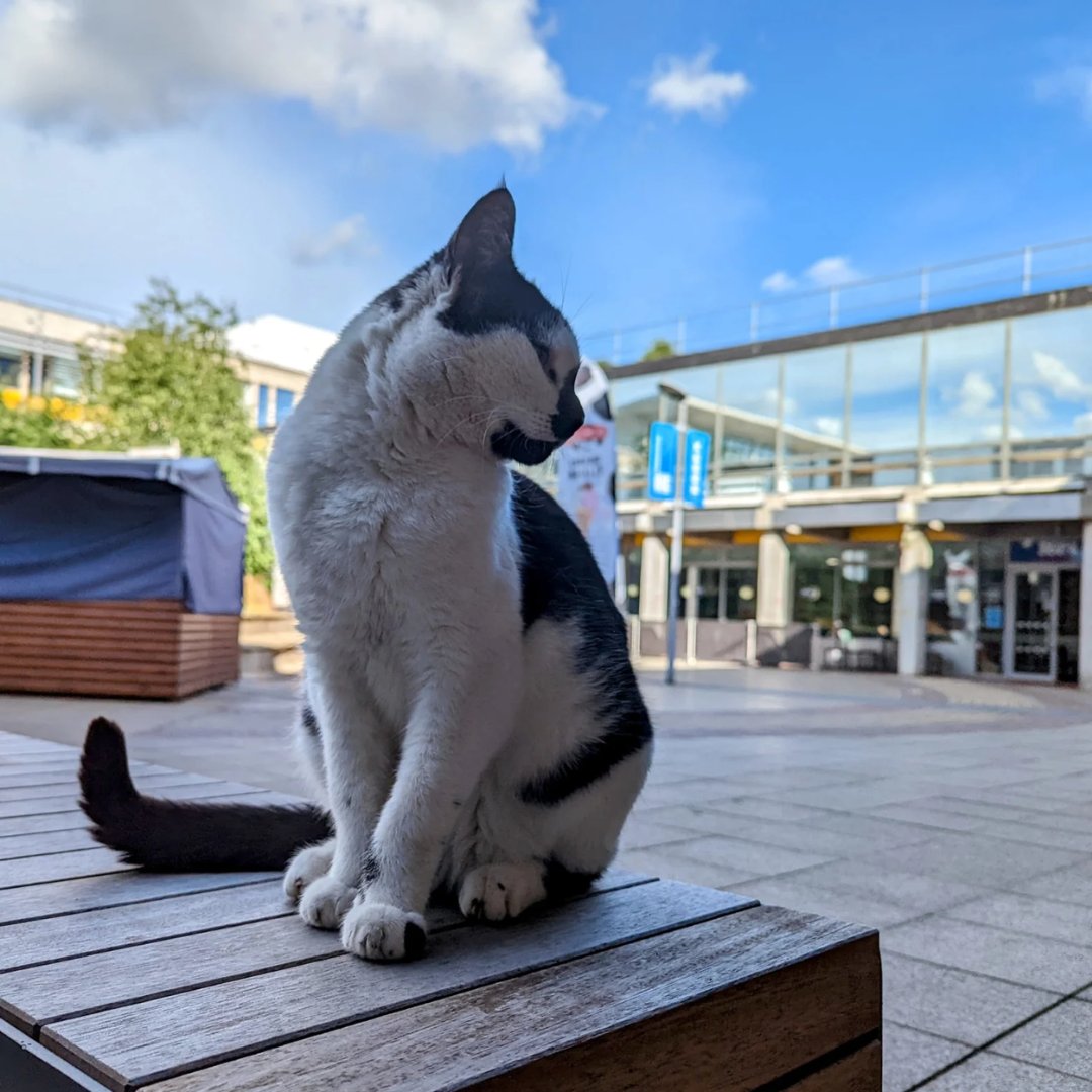 It's Campus Cat Day today and what better way to celebrate than to show Pebbles some love! 🐈💚

Find out how Pebbles helps our staff and students and learn more about his story: ow.ly/VwFk50QLs7W