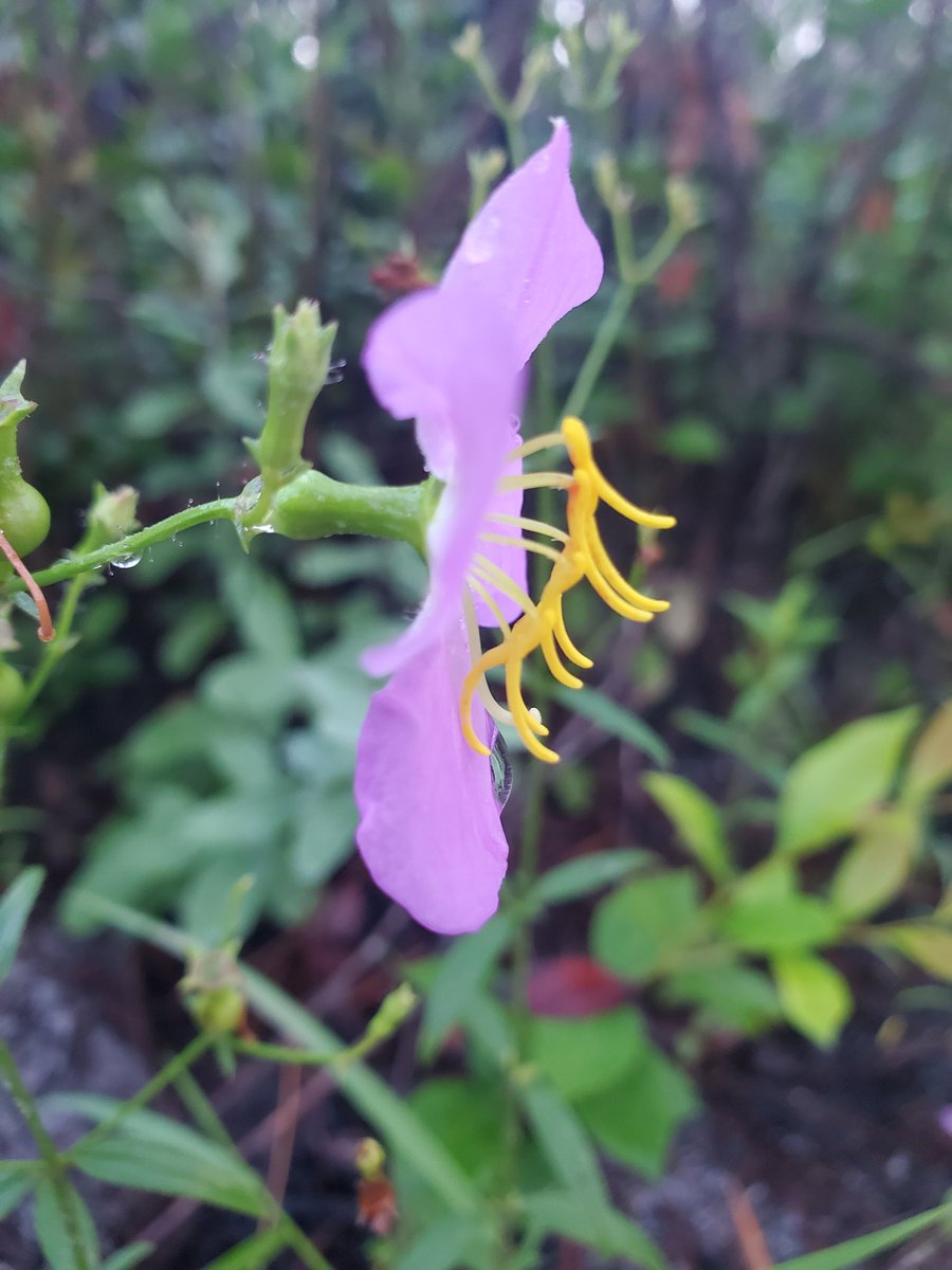 Agnes Dellinger (@the_kunsze) on Twitter photo Come join us tomorrow, March 6th at 10am Eastern for our next #Melastomataceae online seminar to learn about #buzzpollination niche partitioning in co-flowering Rhexia by <a href="/ashventuringg/">ash kerber</a>, Ben Lazarus and Karolina Gwardiak (CU Boulder, Uni Wien) Come join us tomorrow, March 6th at 10am Eastern for our next #Melastomataceae online seminar to learn about #buzzpollination niche partitioning in co-flowering Rhexia by <a href="/ashventuringg/">ash kerber</a>, Ben Lazarus and Karolina Gwardiak (CU Boulder, Uni Wien)
