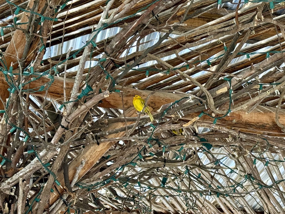 Like this little bird adding his song to a lunch in Curaçao, there are so many moments on ⁦@startrekcruise⁩ I will never forget. The beauty of the ocean, and of community. Thank you to ECP and everyone I got to talk, hug and laugh with. Can’t WAIT for the next one!