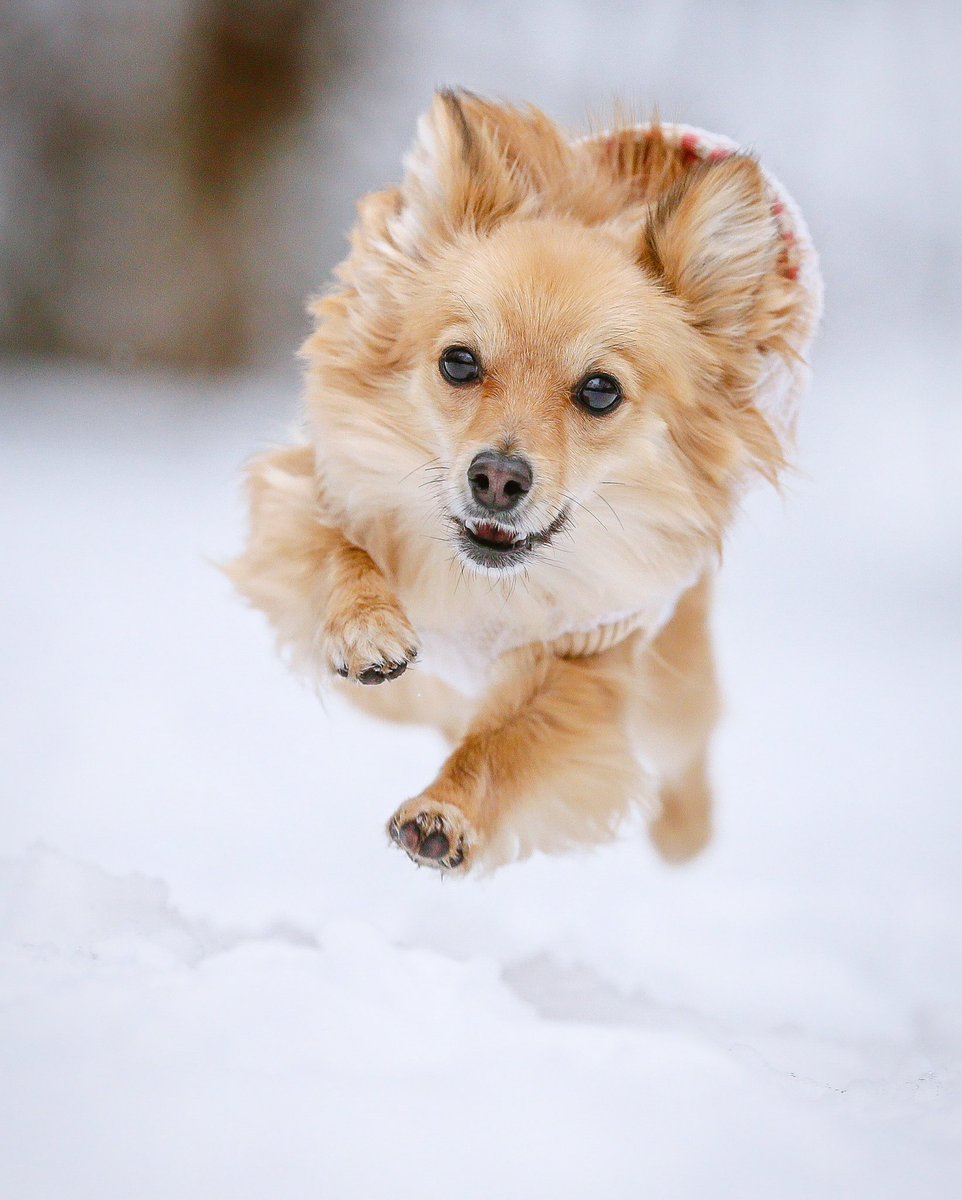 pandacross4wd's tweet image. 8年前の今日の1枚
チワックスあるいはチワコギあたりかな
#mixedbreed #ミックス犬 #tokyocameraclub #dogphotographer #犬写真家 #ドッグカメラマン #難病カメラマン #出張撮影 #inuclub_jpn #ドッグフォトグラファーズ #ロケーション撮影 #ポートレート撮影 #snowdog #flyingdog #airdog #飛行犬