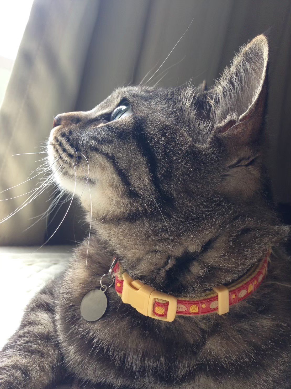 きじねこ キジ猫🐱番長のファイト 虹の橋を渡る (@fight1960) / X