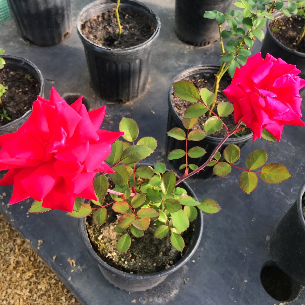 Alion_Unleashed's tweet image. Just a splash of color from here in the greenhouse, isn’t she lovely??
#rose #blossom #knockout #roses