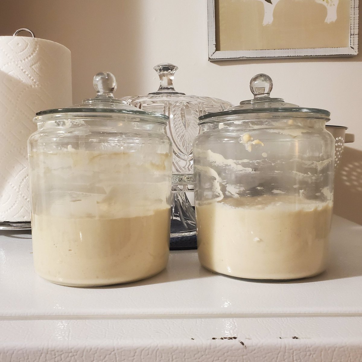 ReneaLynnMN's tweet image. I did a &quot;soft&quot; launch today and I closed orders at 10am! 🤯
Blown away! I knew it&apos;d take off but wow! 🙏
I&apos;m going to need to pivot and rethink when I fully open to the public. 😳
Got ingredients weighed for this bake.
Made a second starter in a hurry.
#sourdough #microbakery