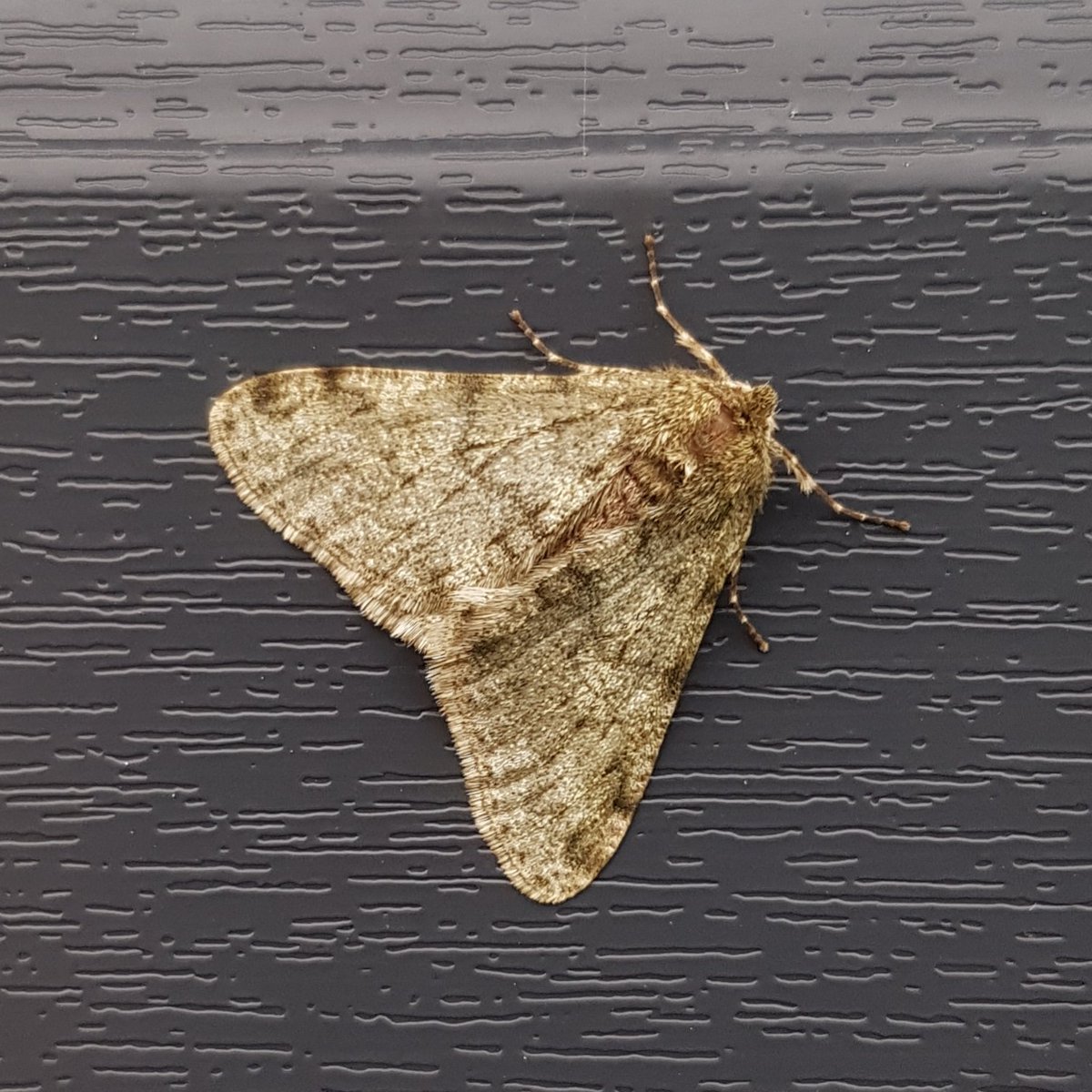 Red Sword-grass and Pale Brindled Beauty were both goodies for here last night - the RSG was new for me last autumn, and the PBB was first since 2019. #teammoth #kilnsea