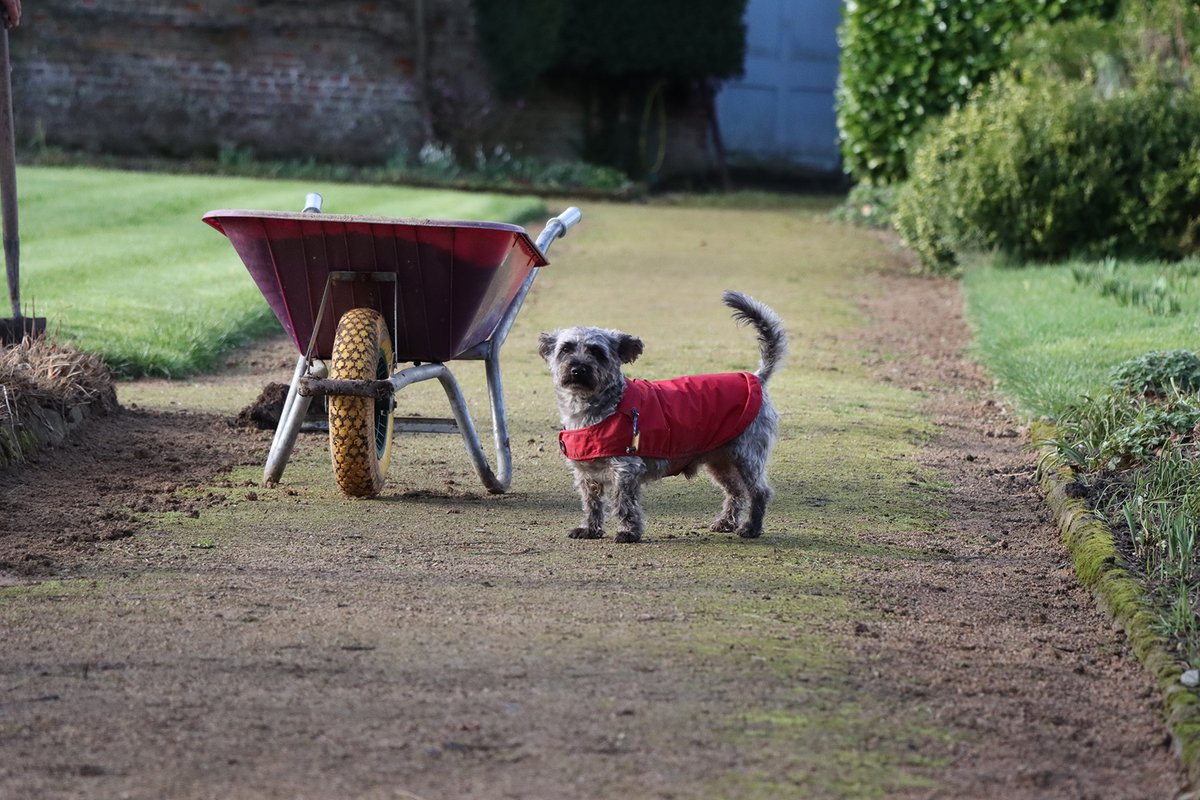 We're open again tomorrow! (Wednesday to Sunday, 10am to 3pm throughout March). Dogs (on leads) are welcome through-out the garden, plant centre and shop. The Vinehouse Cafe is also dog friendly.