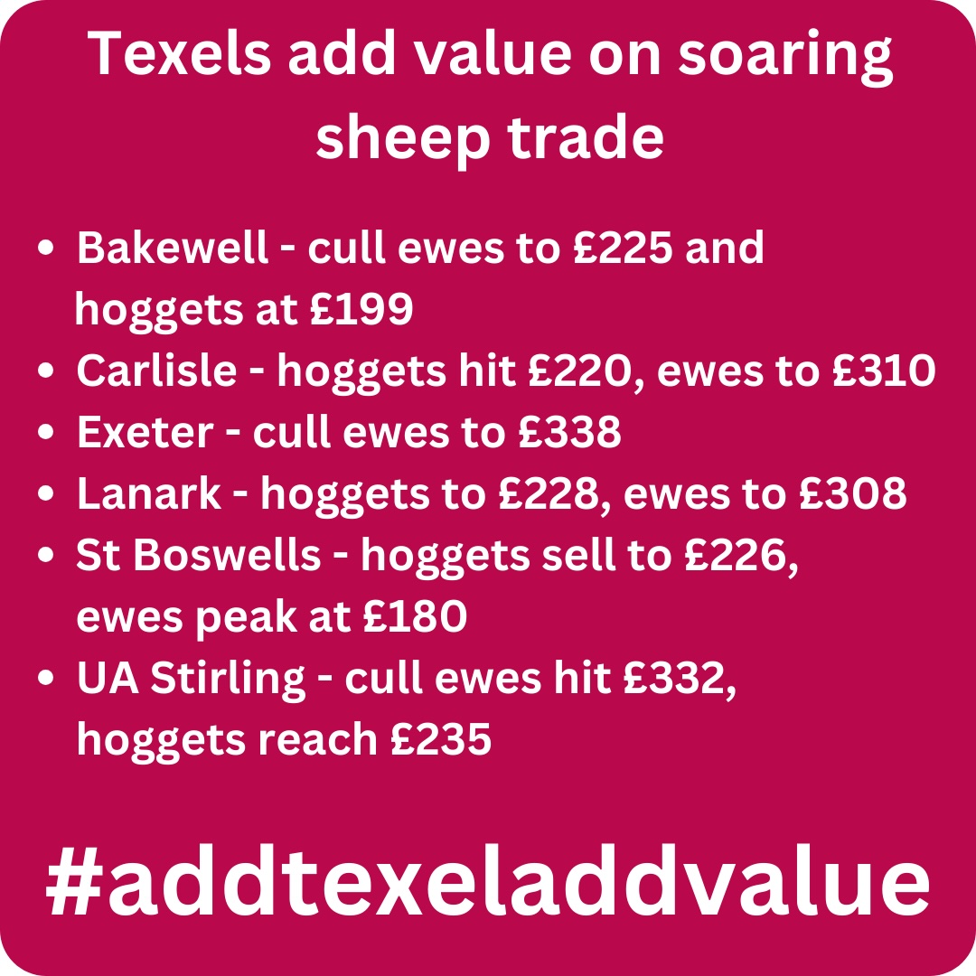 Demand for top quality prime and cull sheep has driven prices for Texel-sired stock to record levels at many centres across the UK. #addtexeladdvalue