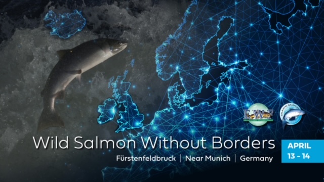 Wild Salmon Without Borders - find out all about the upcoming event in Germany which aims to energise international action for wild Atlantic salmon restoration at atlanticsalmontrust.org/wild-salmon-wi…

#wildsalmonwithoutborders #wildsalmonfirst #saveoursalmon #atlanticsalmontrust