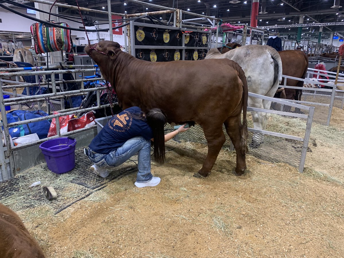 rj_kendra's tweet photo. A little trim Houston Junior Livestock show 2024! Mocha looking good. @AMNTX18u @AGPantherNation @SoftballPros @softball_iq @bloodlinesport @TopPreps @CoalitionForRNG @WasteManagement @scan1ansports @UWAA_United #beefmaster https://t.co/VS2N9c0HhG
