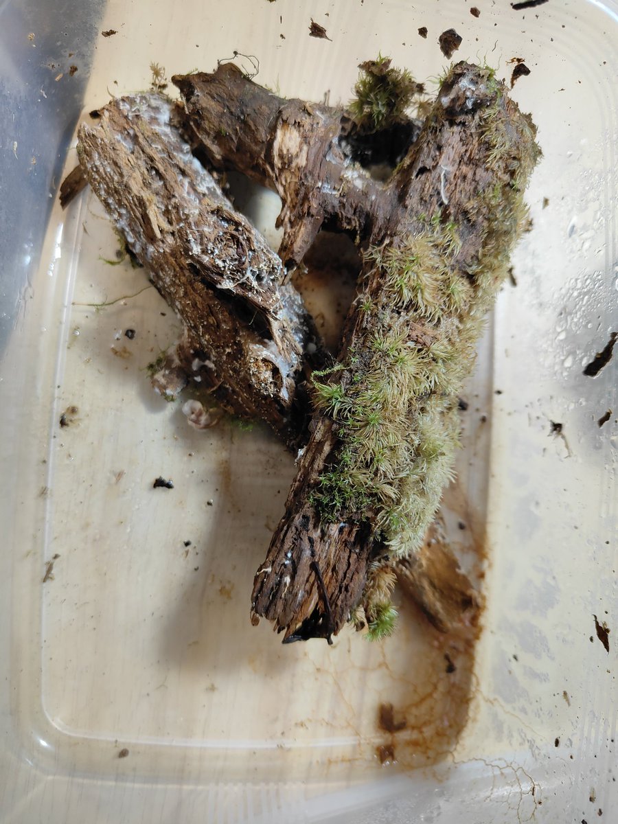 Hubble221b's tweet photo. 苔たち一部死亡。
でも元気な子たちも(*´`*)
夏がほんとに恐ろしい、、、

菌とキノコ達もいっぱい成長してて面白い。この前まで姿が見えなかった粘菌も(*´`*)また顕微鏡で撮ったやつツイートする！ https://t.co/OqKJbcgZBA