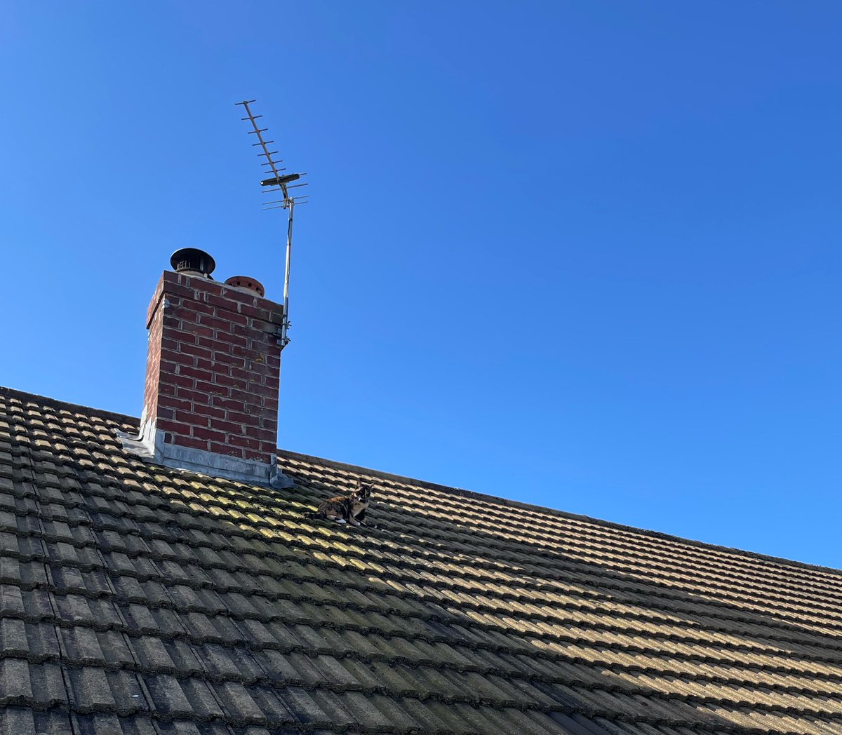 studant47's tweet photo. Introducing the kitten to the outdoors in a ‘graded exposure’ kinda framework is going well 🙀
🎼Up on the roof
#kitty #CrazyDaisy #feline #bonkers 🤪 who has a ladder?? https://t.co/zJvJPbPuaa