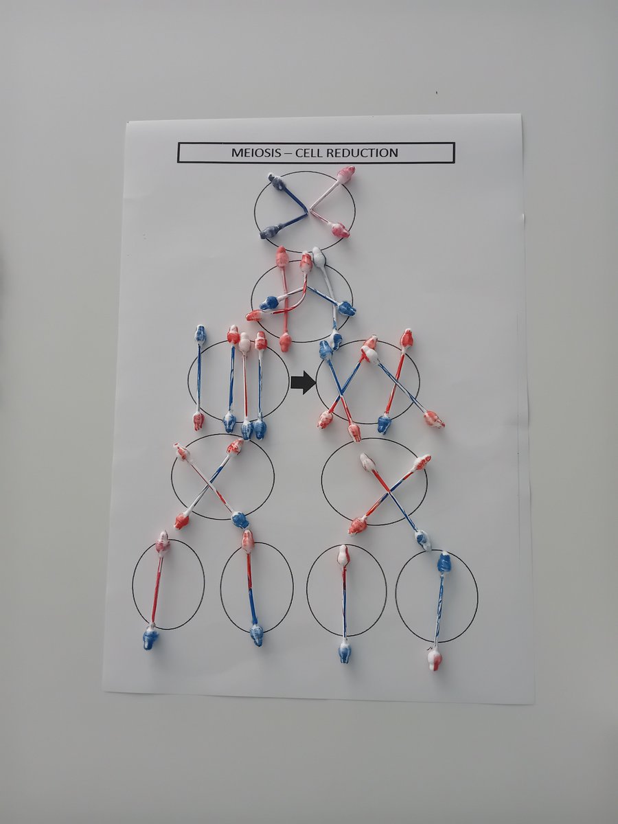 Survived my first cell division lesson with the help of cotton buds and felt pens - winning at life!