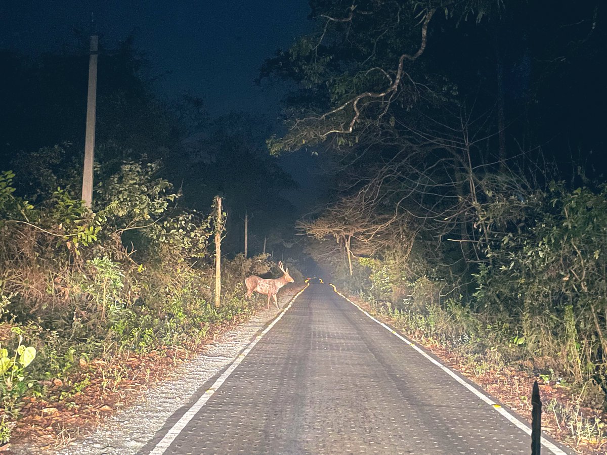 Look carefully. Sambar is not crossing the road. Road is crossing the forest.