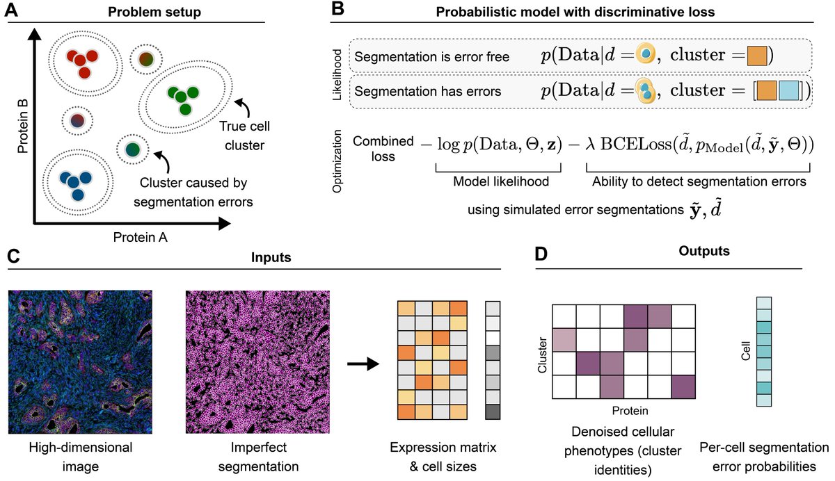 (1/n) 🔬Segmentation errors messing with your cell types in spatial expression assays? Happy to introduce STARLING, our new method for clustering spatial data while accounting for imperfect segmentation 📜biorxiv.org/content/10.110… ⬇️ Short thread