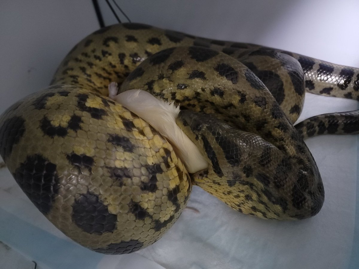 K's cage オーダー爬虫類ケージ (@Kscage1) / Posts / X