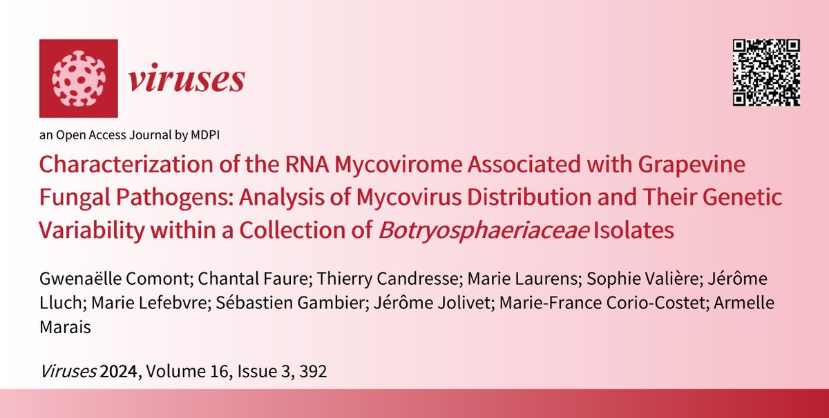 📢Nouvel article à lire ! Characterization of the RNA Mycovirome Associated with Grapevine Fungal Pathogens: Analysis of Mycovirus Distribution and Their Genetic Variability within a Collection of Botryosphaeriaceae Isolates mdpi.com/2699906 #mdpiviruses via @VirusesMDPI
