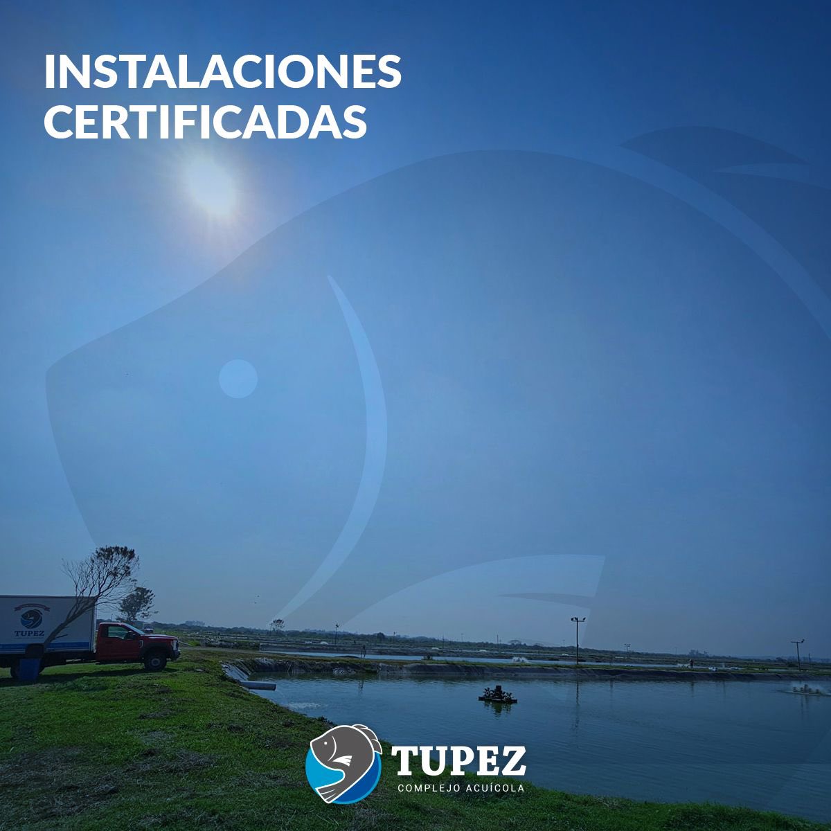 acuicolatupez's tweet photo. En Tupez, estamos comprometidos en ofrecerte un producto calidad Premium que supere tus expectativas.
Nos esforzamos constantemente en mejorar nuestra infraestructura y sistema de producción para brindarte lo mejor.
#Tilapia #Mojarra #RiverBorn #ElPescadoFrescoVeracruzano https://t.co/LPvGNIJfSi