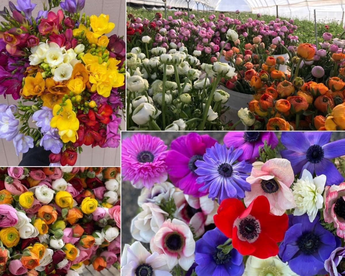 KrystalCamFlor's tweet photo. Anemones, Freesias, Ranunculus now all available! some colors are still limited. Ask me for more details. ππ€ β€οΈπ§‘ππ©·πππ π°
#888camflor #cagrown #certifiedamericangrown #growershipper #anemoneflower #freesia #ranunculusflower #colors #springiscomingsoon #easter2024 https://t.co/k92XYVZiQA