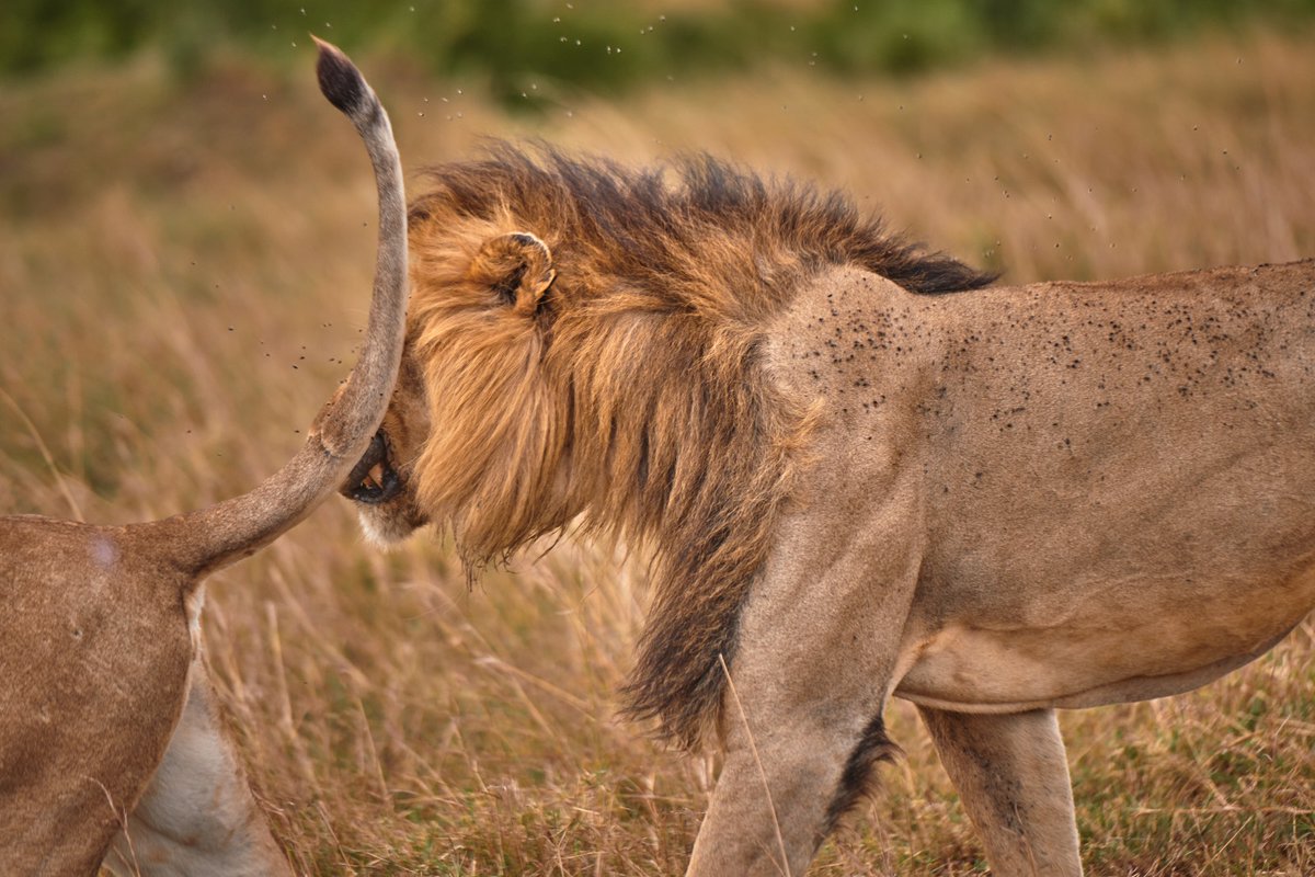 BRB Lorkulup getting a slap 😅 from Bear face | Masai Mara | Kenya
#lorkulup #kenyawildlife #lionsofmasaimara #endangeredanimals #lonelyplanet #biosapiens #africasafari #bigcatsofafrica #africanlions #lionsofafrica #animallife #jawsafrica #africanwildlife #bownaankamal…