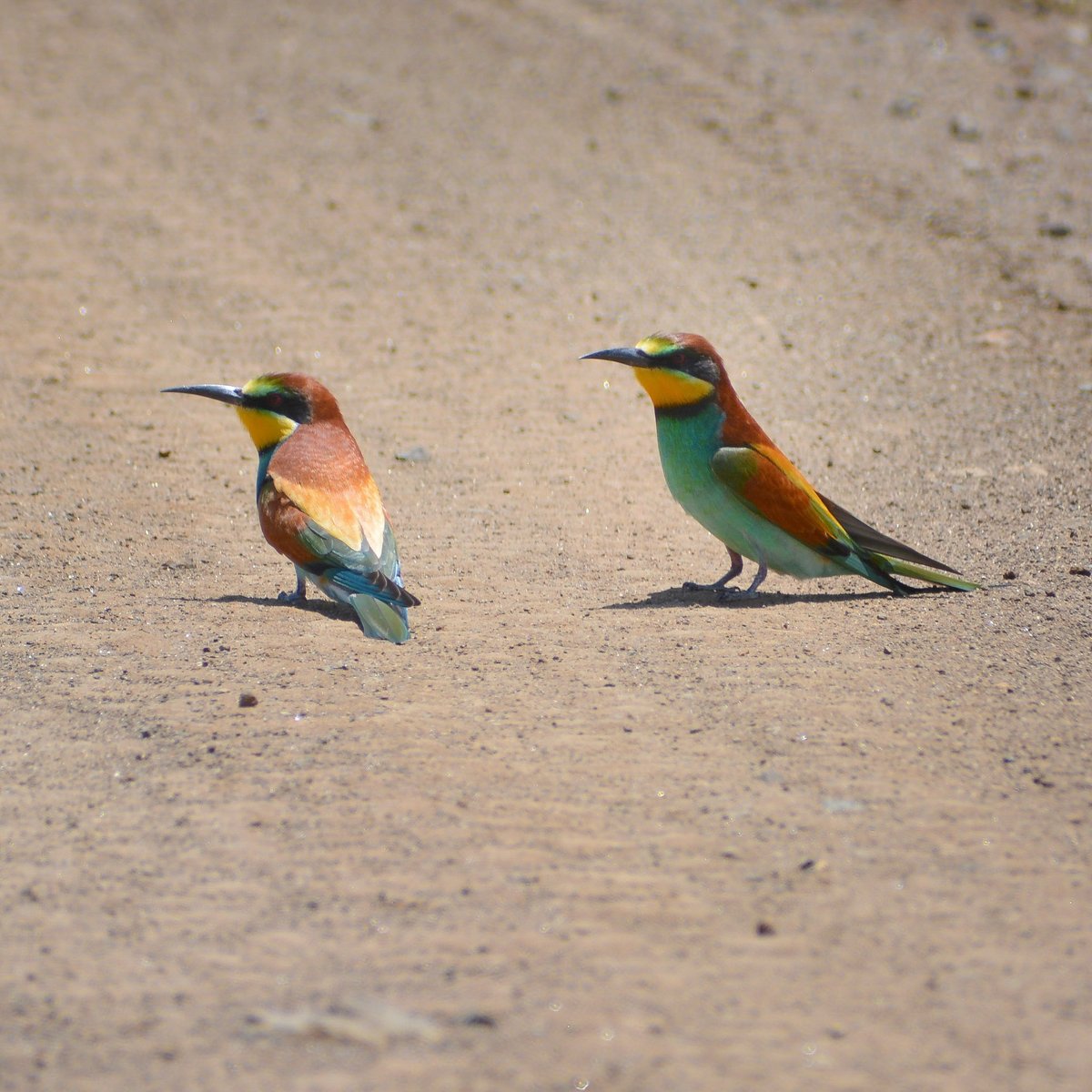 Colorful European Bee eaters seen at Lake Nakuru National Park. #birds #BirdsSeenIn2024 #BirdsOfTwitter.