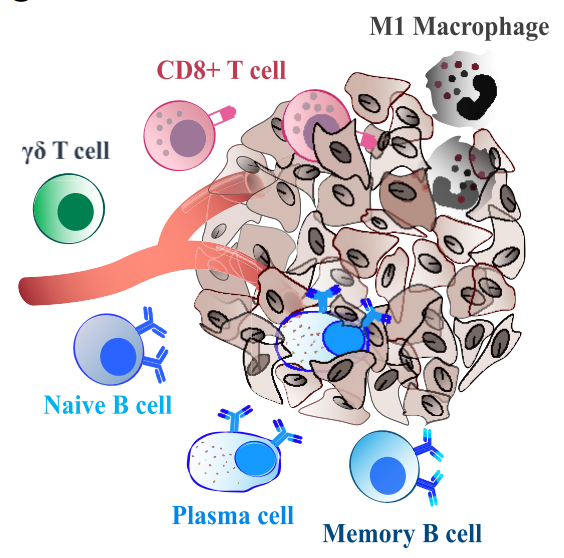 Our new article is out @eBioMedicine! 🍾🎉 First authors @BenedettaConte5 and @fara_bm A 14-gene B-cell immune signature in early-stage triple-negative breast cancer (TNBC): a pooled analysis of 7 studies B-cell biology is key to predict patient´s outcome in breast cancer,…